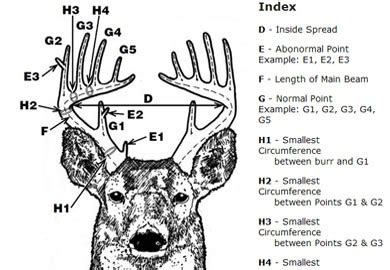 Antler Growth Unleashed: The Power of Antler King Lick in Promoting Healthy Antlers